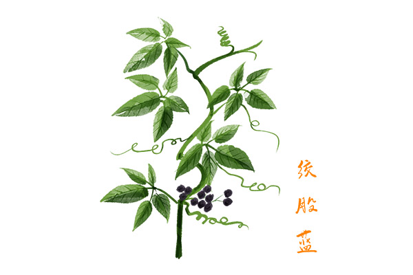 絞股藍(lán)茶1.jpg