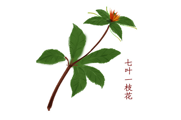 七葉一枝花1.jpg