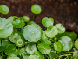 金錢草的功效與作用 金錢草對(duì)人體的好處